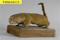 藏品(水獺)的圖片